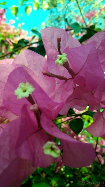 Шалом, Израиль! Часть 8. Парк орхидей "Утопия".