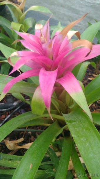 Шалом, Израиль! Часть 8. Парк орхидей "Утопия".