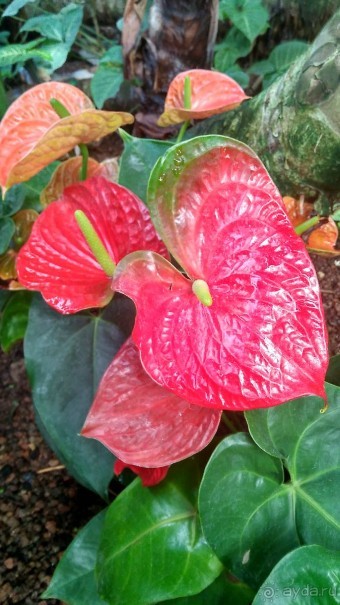 Шалом, Израиль! Часть 8. Парк орхидей "Утопия".