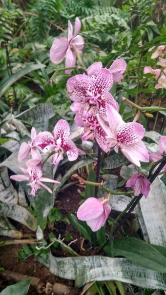 Шалом, Израиль! Часть 8. Парк орхидей "Утопия".