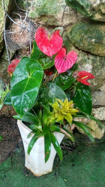 Шалом, Израиль! Часть 8. Парк орхидей "Утопия".