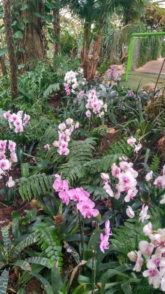 Шалом, Израиль! Часть 8. Парк орхидей "Утопия".