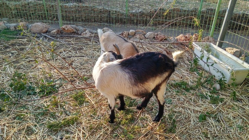 Шалом, Израиль! Часть 8. Парк орхидей "Утопия".