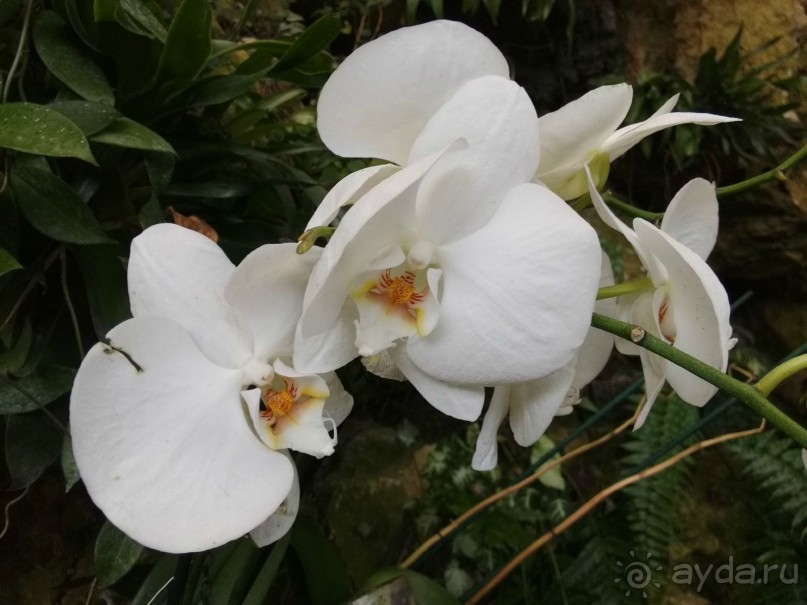 Шалом, Израиль! Часть 8. Парк орхидей "Утопия".