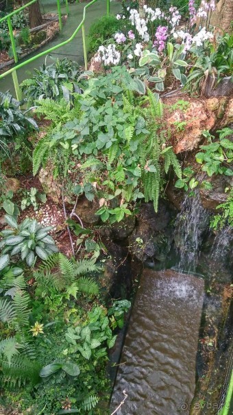 Шалом, Израиль! Часть 8. Парк орхидей "Утопия".