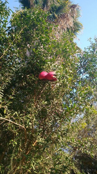 Шалом, Израиль! Часть 8. Парк орхидей "Утопия".