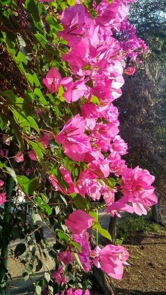 Шалом, Израиль! Часть 8. Парк орхидей "Утопия".