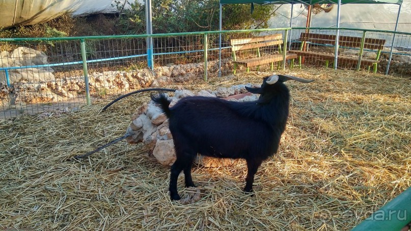 Шалом, Израиль! Часть 8. Парк орхидей "Утопия".