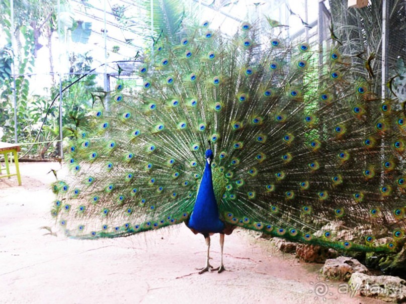 Шалом, Израиль! Часть 8. Парк орхидей "Утопия".