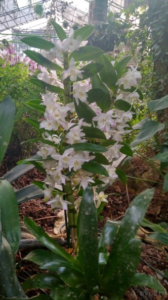 Шалом, Израиль! Часть 8. Парк орхидей "Утопия".