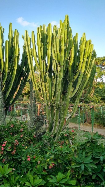 Шалом, Израиль! Часть 8. Парк орхидей "Утопия".