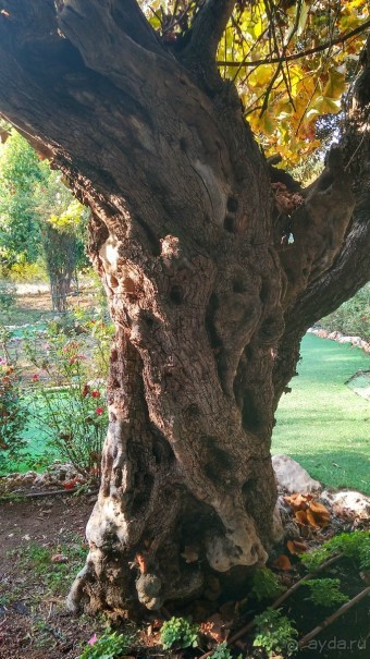 Шалом, Израиль! Часть 8. Парк орхидей "Утопия".