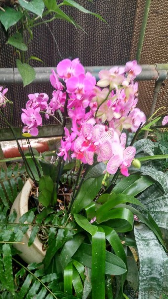 Шалом, Израиль! Часть 8. Парк орхидей "Утопия".