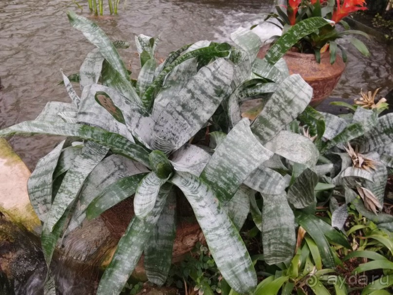 Шалом, Израиль! Часть 8. Парк орхидей "Утопия".