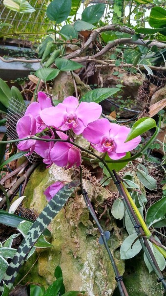 Шалом, Израиль! Часть 8. Парк орхидей "Утопия".