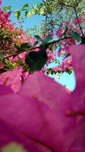 Шалом, Израиль! Часть 8. Парк орхидей "Утопия".