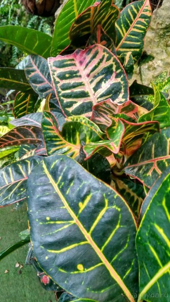 Шалом, Израиль! Часть 8. Парк орхидей "Утопия".