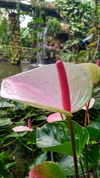 Шалом, Израиль! Часть 8. Парк орхидей "Утопия".