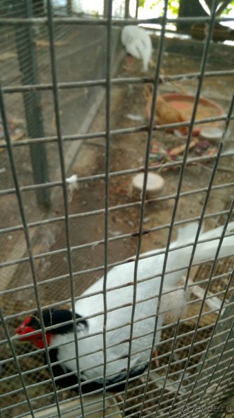 Шалом, Израиль! Часть 8. Парк орхидей "Утопия".