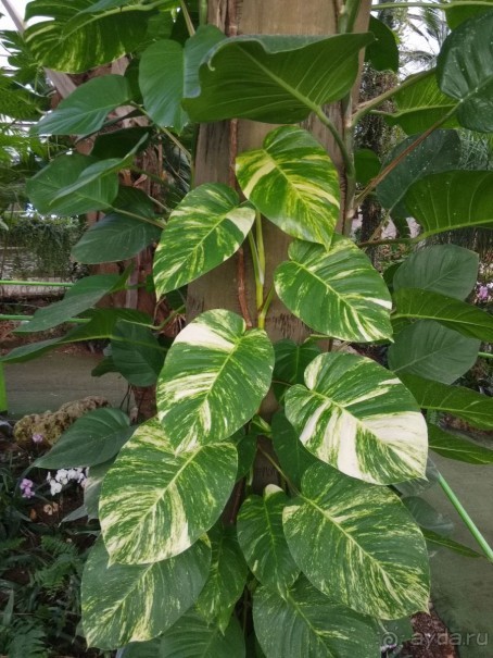 Шалом, Израиль! Часть 8. Парк орхидей "Утопия".