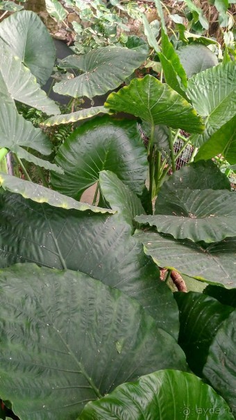 Шалом, Израиль! Часть 8. Парк орхидей "Утопия".