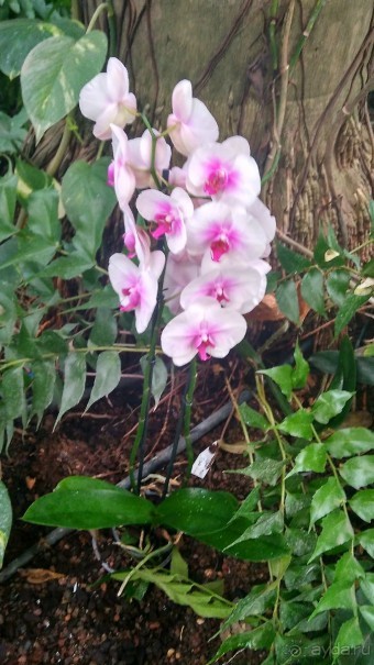 Шалом, Израиль! Часть 8. Парк орхидей "Утопия".