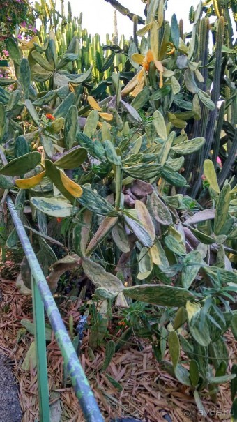 Шалом, Израиль! Часть 8. Парк орхидей "Утопия".