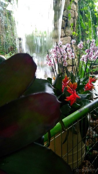 Шалом, Израиль! Часть 8. Парк орхидей "Утопия".