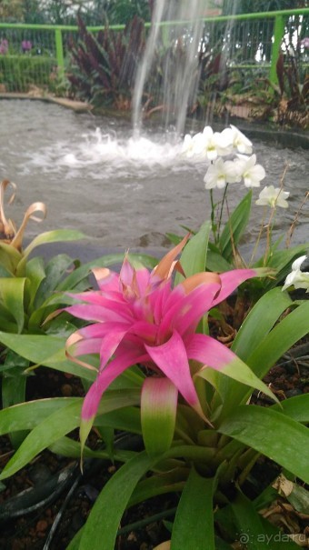 Шалом, Израиль! Часть 8. Парк орхидей "Утопия".