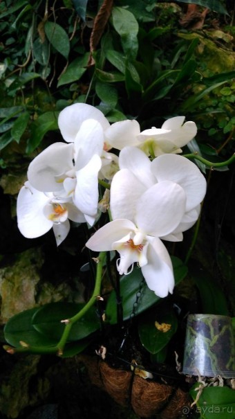 Шалом, Израиль! Часть 8. Парк орхидей "Утопия".