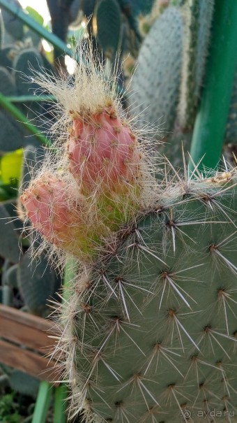 Шалом, Израиль! Часть 8. Парк орхидей "Утопия".