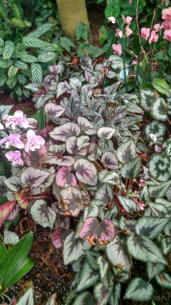 Шалом, Израиль! Часть 8. Парк орхидей "Утопия".