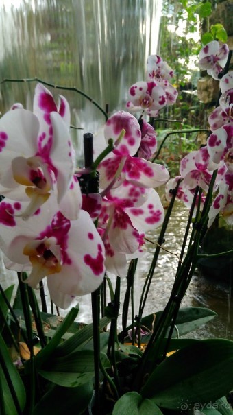 Шалом, Израиль! Часть 8. Парк орхидей "Утопия".