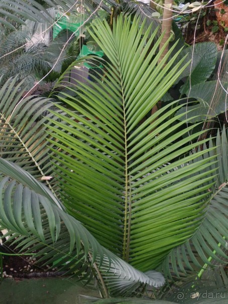 Шалом, Израиль! Часть 8. Парк орхидей "Утопия".