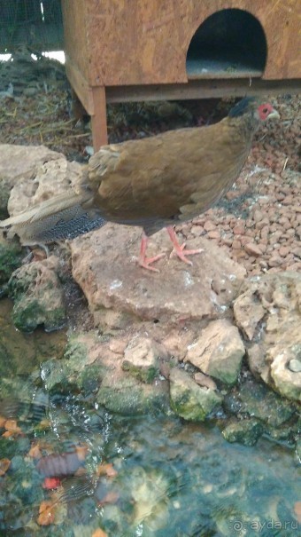 Шалом, Израиль! Часть 8. Парк орхидей "Утопия".