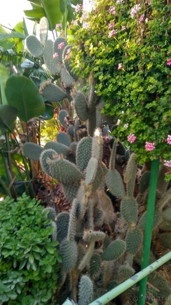 Шалом, Израиль! Часть 8. Парк орхидей "Утопия".