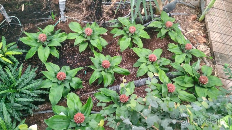 Шалом, Израиль! Часть 8. Парк орхидей "Утопия".