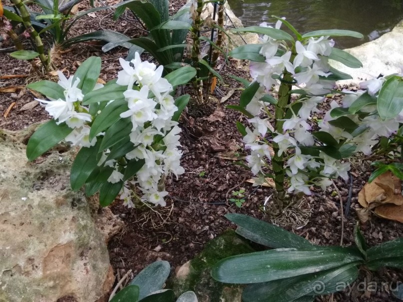 Шалом, Израиль! Часть 8. Парк орхидей "Утопия".