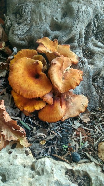 Шалом, Израиль! Часть 8. Парк орхидей "Утопия".