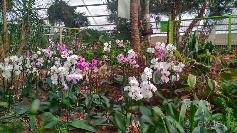 Шалом, Израиль! Часть 8. Парк орхидей "Утопия".