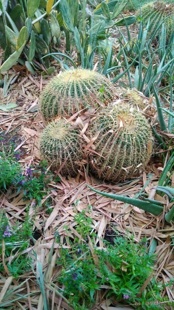 Шалом, Израиль! Часть 8. Парк орхидей "Утопия".