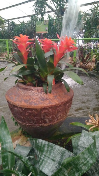 Шалом, Израиль! Часть 8. Парк орхидей "Утопия".