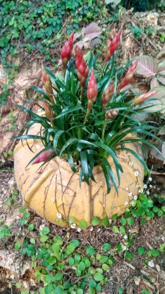 Шалом, Израиль! Часть 8. Парк орхидей "Утопия".