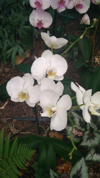 Шалом, Израиль! Часть 8. Парк орхидей "Утопия".