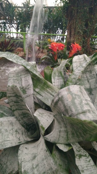 Шалом, Израиль! Часть 8. Парк орхидей "Утопия".