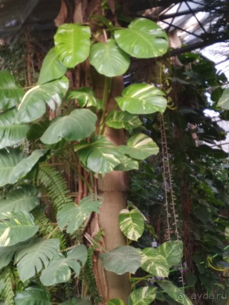 Шалом, Израиль! Часть 8. Парк орхидей "Утопия".