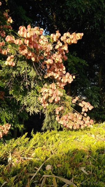 Шалом, Израиль! Часть 8. Парк орхидей "Утопия".