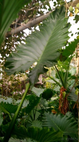 Шалом, Израиль! Часть 8. Парк орхидей "Утопия".