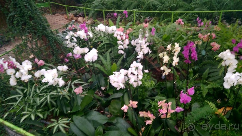 Шалом, Израиль! Часть 8. Парк орхидей "Утопия".