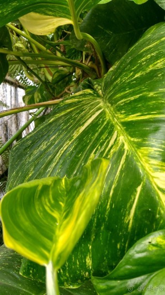 Шалом, Израиль! Часть 8. Парк орхидей "Утопия".